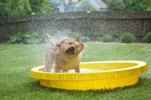 Can My Pet Swim in My Hot Tub?